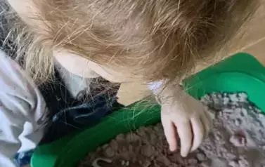 Dzień Dinozaura - oddział III Motyle 81