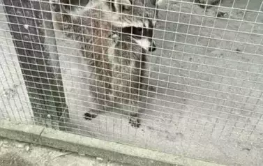 Wycieczka do zagrody w Zakrzewie - oddział III Motyle  33