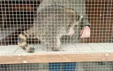 Wycieczka do zagrody w Zakrzewie - oddział III Motyle  34