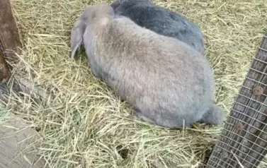 Wycieczka do zagrody w Zakrzewie - oddział III Motyle  44