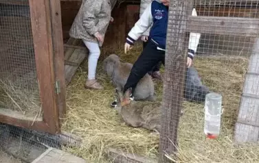 Wycieczka do zagrody w Zakrzewie - oddział III Motyle  49