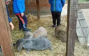 Wycieczka do zagrody w Zakrzewie - oddział III Motyle  54