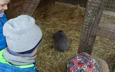 Wycieczka do zagrody w Zakrzewie - oddział III Motyle  61