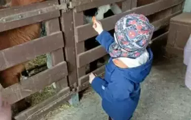 Wycieczka do zagrody w Zakrzewie - oddział III Motyle  82