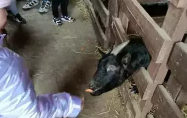 Wycieczka do zagrody w Zakrzewie - oddział III Motyle  85