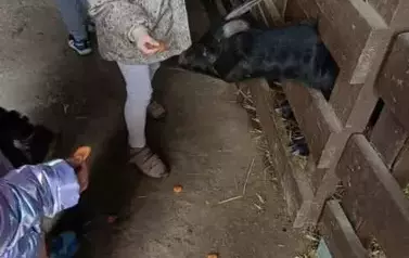 Wycieczka do zagrody w Zakrzewie - oddział III Motyle  86