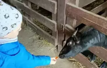 Wycieczka do zagrody w Zakrzewie - oddział III Motyle  87