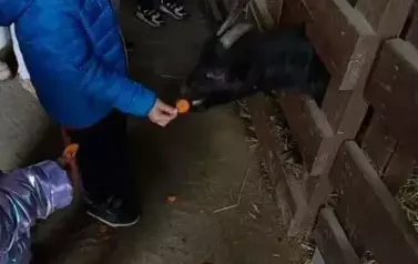 Wycieczka do zagrody w Zakrzewie - oddział III Motyle  89