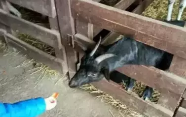 Wycieczka do zagrody w Zakrzewie - oddział III Motyle  90