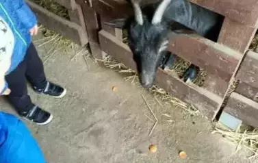Wycieczka do zagrody w Zakrzewie - oddział III Motyle  93