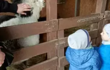 Wycieczka do zagrody w Zakrzewie - oddział III Motyle  97