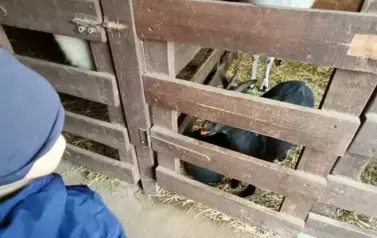 Wycieczka do zagrody w Zakrzewie - oddział III Motyle  101