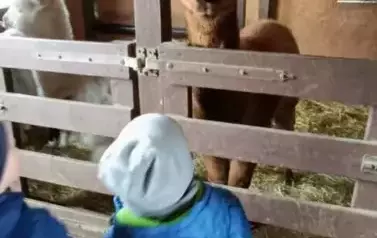 Wycieczka do zagrody w Zakrzewie - oddział III Motyle  111