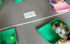 Matematyka na sportowo - oddział III Motyle 1