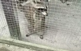 Wycieczka do zagrody w Zakrzewie - oddział III Motyle  33