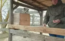 Wycieczka do zagrody w Zakrzewie - oddział III Motyle  37