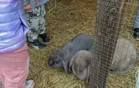 Wycieczka do zagrody w Zakrzewie - oddział III Motyle  45