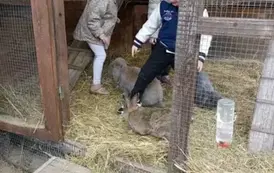 Wycieczka do zagrody w Zakrzewie - oddział III Motyle  49