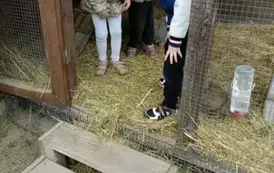 Wycieczka do zagrody w Zakrzewie - oddział III Motyle  50