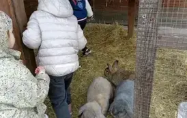 Wycieczka do zagrody w Zakrzewie - oddział III Motyle  55