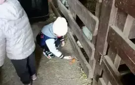 Wycieczka do zagrody w Zakrzewie - oddział III Motyle  83